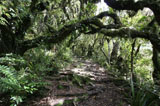 Bergnebelwald am Mount Taranaki, Egmont Nationalpark, Neuseeland Fotokalender August 2009