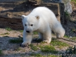 Knut 28