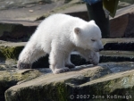 Knut 09